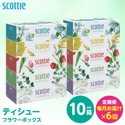 【毎月定期便】 ティッシュ 250組 10箱 日用品 スコッティ 全6回_186-6655