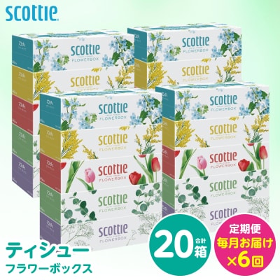 定期便6回・毎月お届け スコッティ ティシュー 250組 20箱 計120箱_186-6656