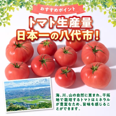 【訳あり】 おっぺしゃんトマト 3.5kg_271-6579-A