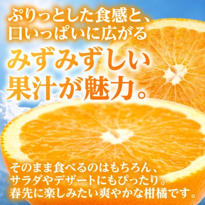 【先行予約】【訳あり】紅八朔 約4kg【2027年1月下旬より順次発送】_232-6805