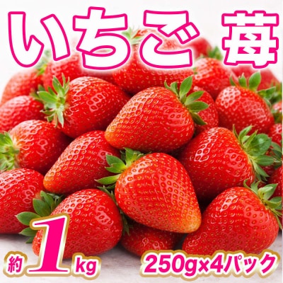 【先行予約】いちご約1kg(約250g×4)【2027年1月上旬より順次発送】_232-4629-C