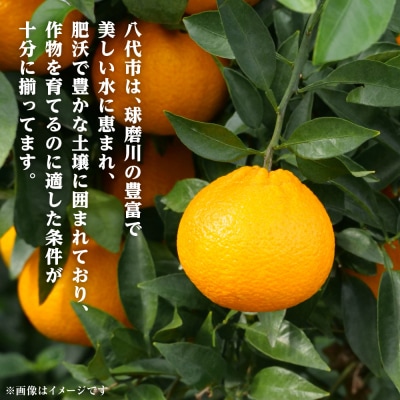 【先行予約】不知火 約3kg【2027年1月中旬より順次発送】_001-4030-E