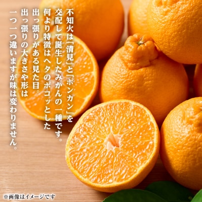 【先行予約】不知火 約3kg【2027年1月中旬より順次発送】_001-4030-E