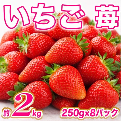 【先行予約】いちご 約2kg(約250g×8)【2027年1月上旬より順次発送】_232-4628