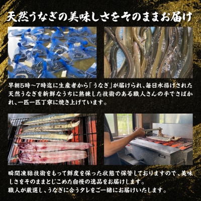 熊本県八代市産 天然うなぎ 白焼 (中) 2尾 合計300g前後_018-6821