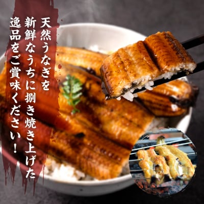 熊本県八代市産 天然うなぎ 白焼 (中) 2尾 合計300g前後_018-6821