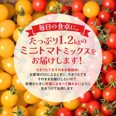 八代市産 宮島農園 ミニトマト (ミックス)1.2kg とまと 野菜 赤 黄色_039-3068-D