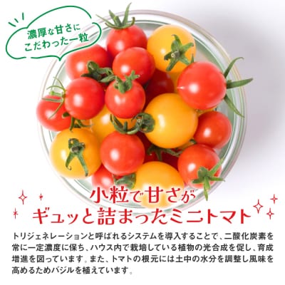 八代市産 宮島農園 ミニトマト (ミックス)1.2kg とまと 野菜 赤 黄色_039-3068-D