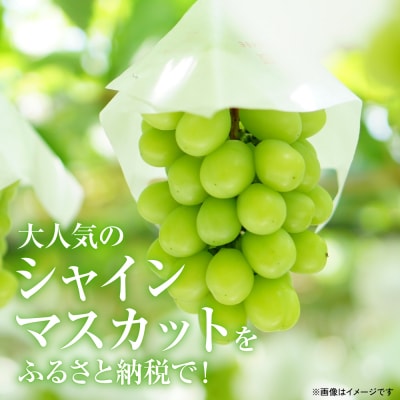 【先行予約】山本さん家のシャインマスカット 約500g【2026年8月上旬より順次発送】