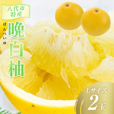 【先行予約】八代市特産 晩白柚 L 2玉【2026年12月上旬より順次発送】_065-4271-E
