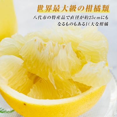 【先行予約】八代市特産 晩白柚 L 2玉【2026年12月上旬より順次発送】_065-4271-E
