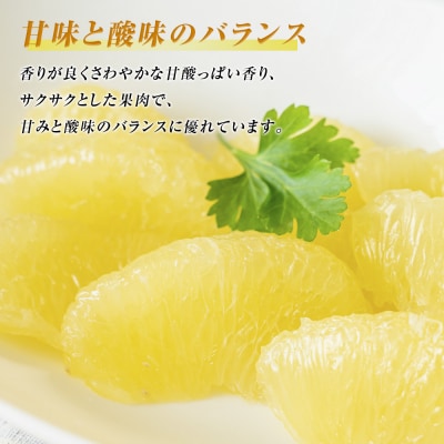 【先行予約】八代市特産 晩白柚 L 2玉【2026年12月上旬より順次発送】_065-4271-E