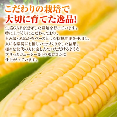 【先行予約】スイートコーン 約4.5kg【2026年6月上旬より順次発送】_131-4125-C