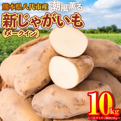 新じゃがいも 10kg_131-5269-B