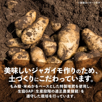 新じゃがいも 10kg_131-5269-B