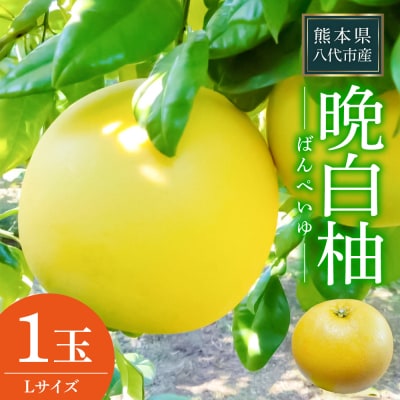 【先行予約】晩白柚 Lサイズ 1玉【2026年12月中旬より順次発送】_075-4264-D