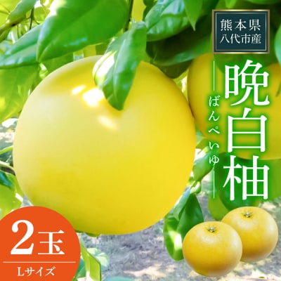 【先行予約】晩白柚 Lサイズ 2玉【2026年12月中旬より順次発送】_075-4265-E