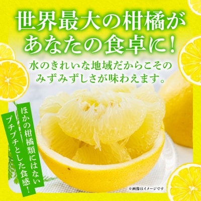 【先行予約】晩白柚 Lサイズ 2玉【2026年12月中旬より順次発送】_075-4265-E