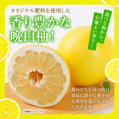 【先行予約】晩白柚 Lサイズ 2玉【2026年12月中旬より順次発送】_075-4265-E