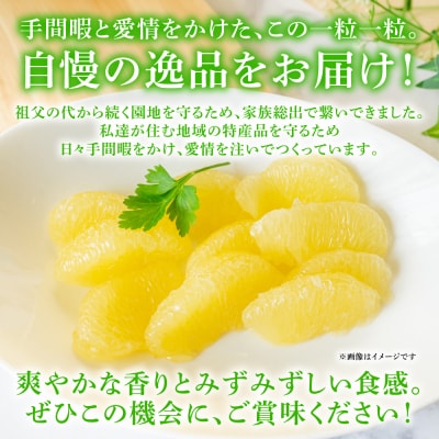 【先行予約】晩白柚 Lサイズ 2玉【2026年12月中旬より順次発送】_075-4265-E