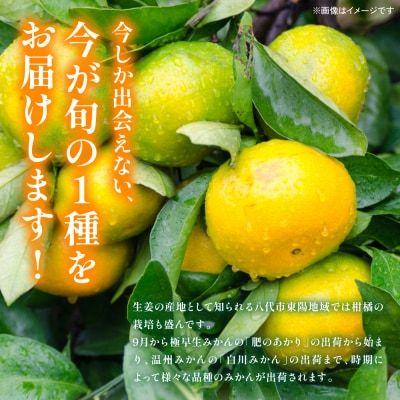 【先行予約】 季節のみかん5kg 【2026年9月下旬より順次発送】_065-4728-F