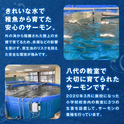 八代 教室育ちサーモン フィレ800g以上_295-6808