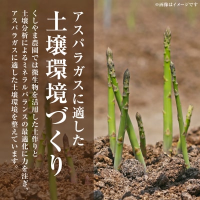 アスパラガス 1kg(M～2L)_294-6727