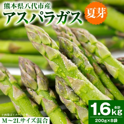 アスパラガス 1.6kg(M～2L)_294-6728
