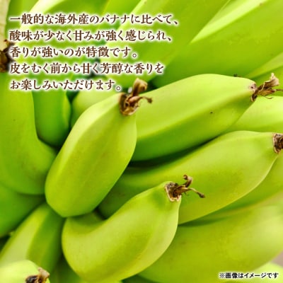 たかきのバナナ5本入 化粧箱入り ばなな 果物_131-4126-C