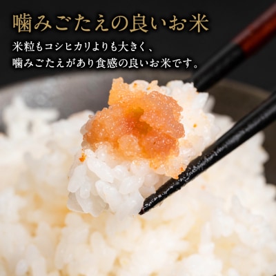 先行予約 R8年産 特別栽培米5kg×定期6回【2026年12月上旬～順次発送】134-4089-D