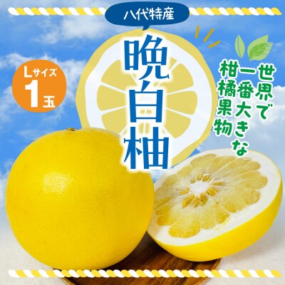 【先行予約】 晩白柚 Lサイズ 1玉 【2026年12月上旬より順次発送】_201-4258-D