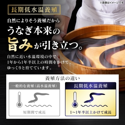 【先行予約】うなぎの蒲焼 2尾 合計350g以上【2026年9月中旬より順次発送】_308-7163