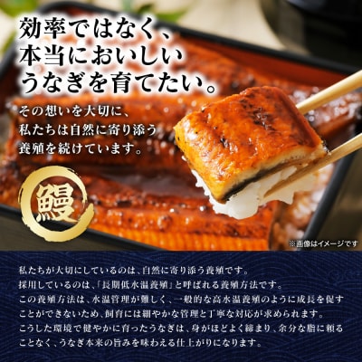 【先行予約】うなぎの蒲焼 2尾 合計350g以上【2026年9月中旬より順次発送】_308-7163