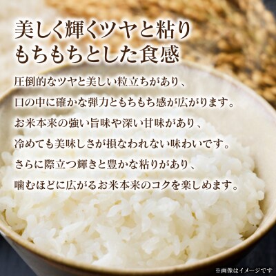 《令和7年産》 くまさんの輝き 5kg × 1袋 米 お米 精米 白米_311-7181