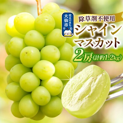 シャインマスカット 2房(合計約1.2kg以上) 神岡縄文農園産|22_kjn-010201