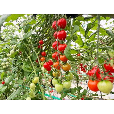 秋田県産ミニトマト「恋ベリー」1kg(250g×4)ギフトBOX|22_anh-020101