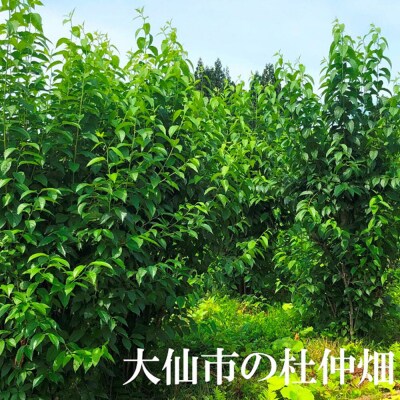 杜仲の葉100% 杜仲茶 ティーパック 120袋【物産中仙】|22_bns-081201