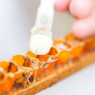 調整ローヤルゼリーR370|22_rsm-060101