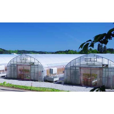 「恋ベリー」を贅沢に使った濃厚パスタソース 300g×3個|22_anh-040301