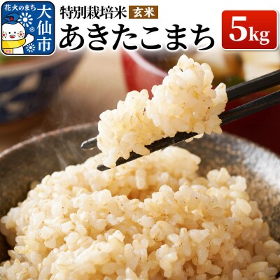 米 令和7年産【特別栽培米】あきたこまち【玄米】5kg|22_oks-120501