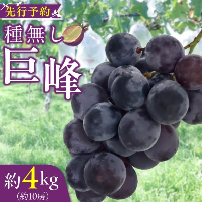 種無し巨峰 約4kg(約10房) 2026年 先行受付 種なしぶどう [098O04]