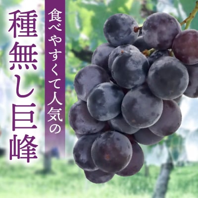 種無し巨峰 約4kg(約10房) 2026年 先行受付 種なしぶどう [098O04]
