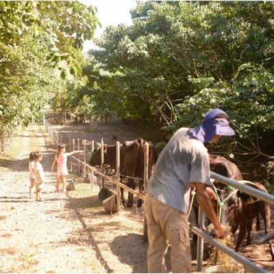 まきはた牛乳工房 牛乳 (900ml) 【牛乳 ノンホモ牛乳 海士町】