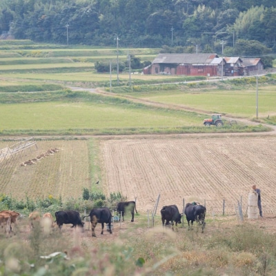 まきはた牛乳工房 ヨーグルト (450ml×3個セット) 【ヨーグルト ジャージー牛乳 クリームトッ
