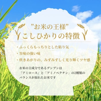 米 令和7年産 こしひかり 5kg 2025年 広島県安芸高田市産 白米[No5895-0819]