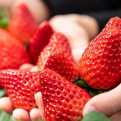 〈数量限定〉新鮮大粒いちご!伊豆紅ほっぺ厳選(約400g×2パック)