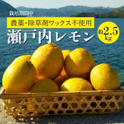 【先行受付】【栽培期間中 農薬・除草剤不使用】離島 佐木島!レモン 約2.5kg [017-037]