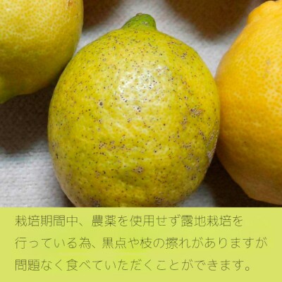 【先行受付】【栽培期間中 農薬・除草剤不使用】離島 佐木島!レモン 約2.5kg [017-037]