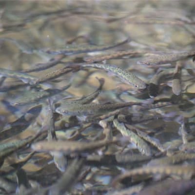 【先行受付:令和8年版】【椎葉での渓流釣りを楽しむ】遊漁許可証(年券) 耳川水系【釣り好き必見】