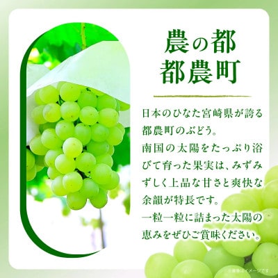 【先行予約】都農町産 ハニービーナス(計2kg) ぶどう【T015-0035】(都農町)